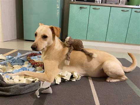 養兩隻狗真的不好嗎|狗界西點軍校生！飼主曬「貴賓狗超自律一天」網看。